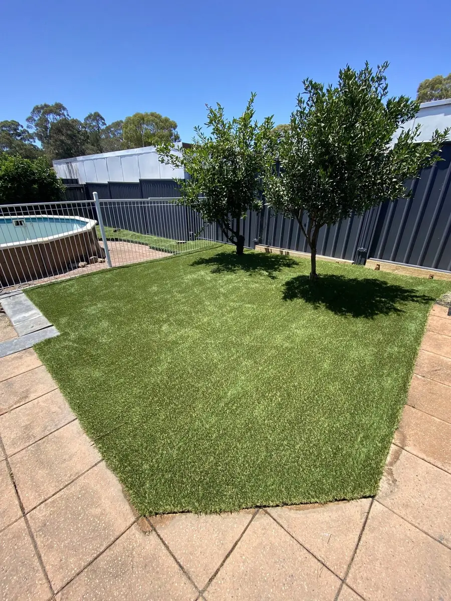Artificial lawn with fruit trees in a fenced Sydney backyard